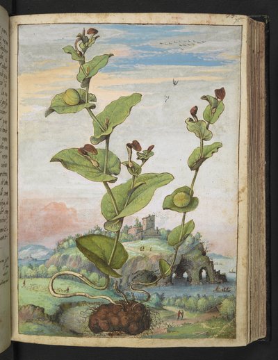 Aristolochia rotunda: una planta frutal, de "Pinturas de la flora de los estados romanos" de Gherardo Cibo, Add MS 22333, f078r, c.1564-84 (acuarela y gouache sobre papel) de Gherardo Cibo