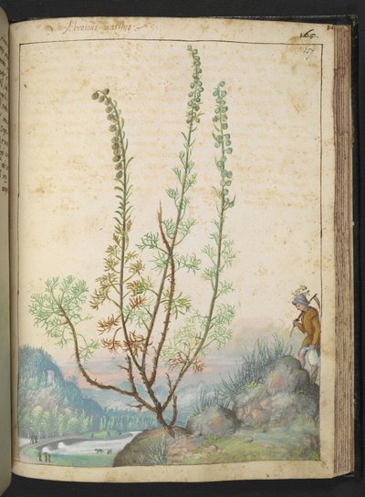 Artemisia abrotanum (madera del sur), de "Pinturas de la flora de los estados romanos" de Gherardo Cibo, Add MS 22333, f157r, c.1564-84 (acuarela y gouache sobre papel) de Gherardo Cibo