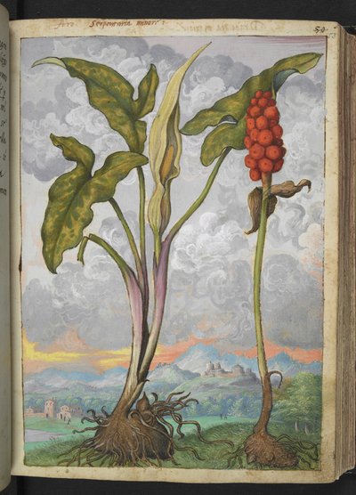 Arum italicum, de "Pinturas de flora de los estados romanos" de Gherardo Cibo, Add MS 22333, f053r, c.1564-84 (acuarela y gouache sobre papel) de Gherardo Cibo