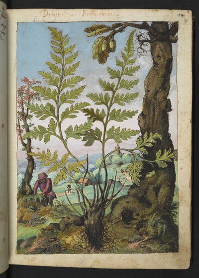 Asplenium adianthum nigrum, de "Pinturas de la flora de los estados romanos" de Gherardo Cibo, Add MS 22333, f018r, c.1564-84 (acuarela y gouache sobre papel) de Gherardo Cibo