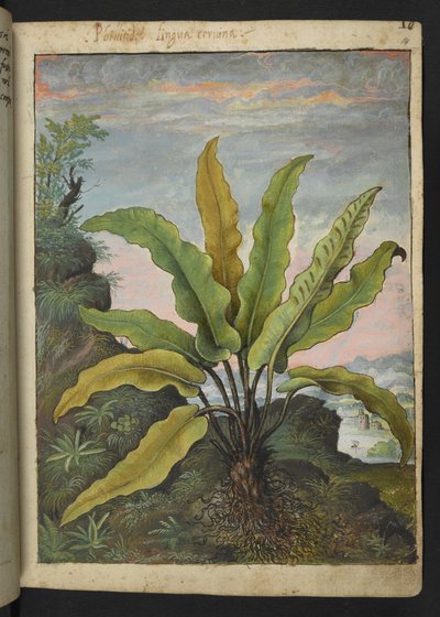 Asplenium scolopendrium, de "Pinturas de la flora de los estados romanos" de Gherardo Cibo, Add MS 22333, f014r, c.1564-84 (acuarela y gouache sobre papel) de Gherardo Cibo