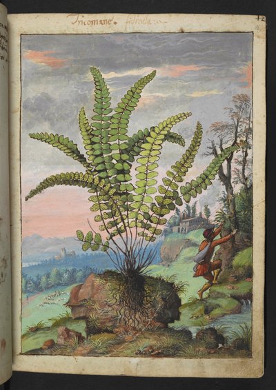 Asplenium trichomanes, de "Pinturas de Flora de los Estados Romanos" de Gherardo Cibo, Add MS 22333, f016r, c.1564-84 (acuarela y gouache sobre papel) de Gherardo Cibo