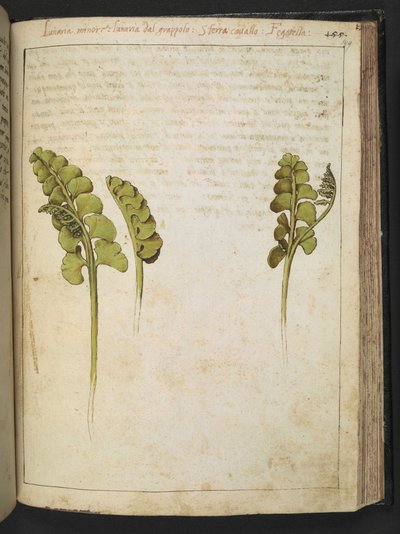Botrychium lunaria (helecho), de "Pinturas de la flora de los estados romanos" de Gherardo Cibo, Add MS 22333, f149r, c.1564-84 (acuarela y gouache sobre papel) de Gherardo Cibo