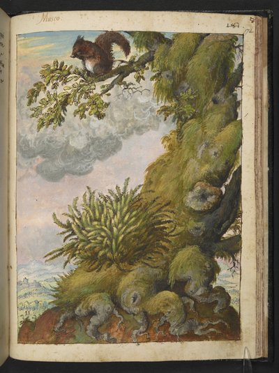 Bryophyte (musgo) y una ardilla sentada en la rama de un árbol, de "Paintings of Flora of the Roman States" de Gherardo Cibo, Add MS 22333, f172r, c.1564-84 (acuarela y gouache sobre papel) de Gherardo Cibo