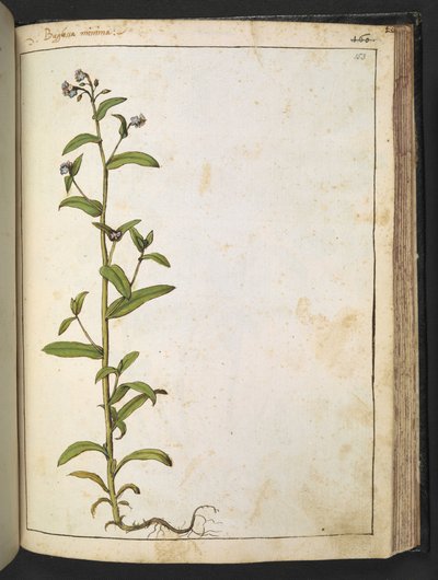 Buglossa, Anchusa azurea (Loddon Royalist), de "Pinturas de Flora de los Estados Romanos" de Gherardo Cibo, Add MS 22333, f153r, c.1564-84 (acuarela y gouache sobre papel) de Gherardo Cibo