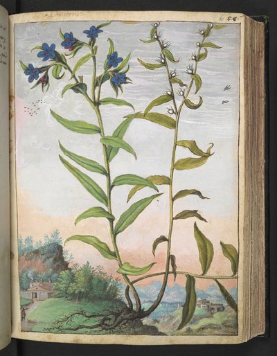 Buglossoides purpurocaerulea, de "Pinturas de la flora de los estados romanos" de Gherardo Cibo, Add MS 22333, f061r, c.1564-84 (acuarela y gouache sobre papel) de Gherardo Cibo