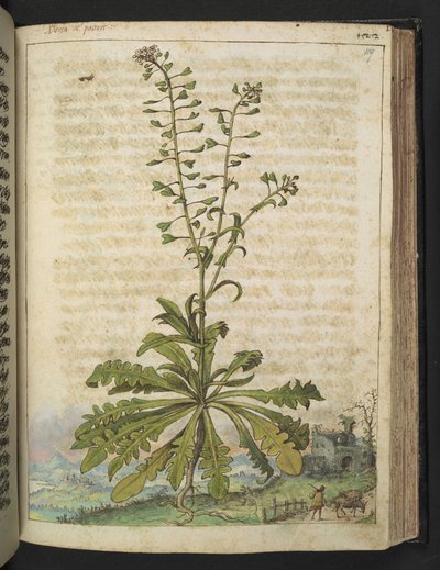 Capsella bursa-pastoris, de "Pinturas de Flora de los Estados Romanos" de Gherardo Cibo, Add MS 22333, f119r, c.1564-84 (acuarela y gouache sobre papel) de Gherardo Cibo