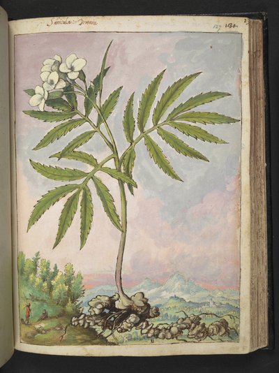 Cardamine heptaphylla, de "Paintings of Flora of the Roman States" de Gherardo Cibo, Add MS 22333, f127r, c.1564-84 (acuarela y gouache sobre papel) de Gherardo Cibo