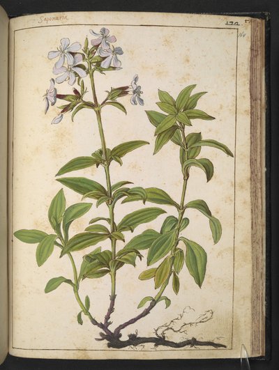 Caryophyllaceae (Soapwort): un género de plantas con flores de la familia de las rosas, de "Pinturas de la flora de los estados romanos" de Gherardo Cibo, Add MS 22333, f164r, c.1564-84 (acuarela y gouache sobre papel) de Gherardo Cibo