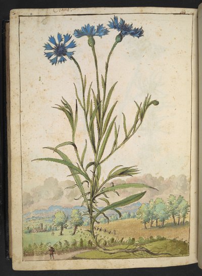 Centaurea cyanus: una flor con pétalos azules, de "Pinturas de la flora de los estados romanos" de Gherardo Cibo, Add MS 22333, f177v, c.1564-84 (acuarela y gouache sobre papel) de Gherardo Cibo
