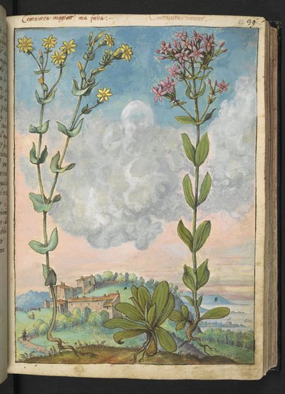 Centaurium erythraea, de "Pinturas de flora de los estados romanos" de Gherardo Cibo, Add MS 22333, f042r, c.1564-84 (acuarela y gouache sobre papel) de Gherardo Cibo