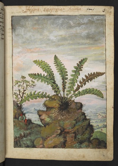 Ceterach officinarum, de "Pinturas de Flora de los Estados Romanos" de Gherardo Cibo, Add MS 22333, f013r, c.1564-84 (acuarela y gouache sobre papel) de Gherardo Cibo