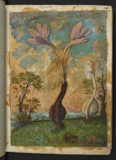 Colchicum autumnale, de "Pinturas de Flora de los Estados Romanos" de Gherardo Cibo, Add MS 22333, f022r, c.1564-84 (acuarela y gouache sobre papel) de Gherardo Cibo