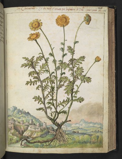Cota tinctoria, de "Pinturas de Flora de los Estados Romanos" de Gherardo Cibo, Add MS 22333, f106r, c.1564-84 (acuarela y gouache sobre papel) de Gherardo Cibo