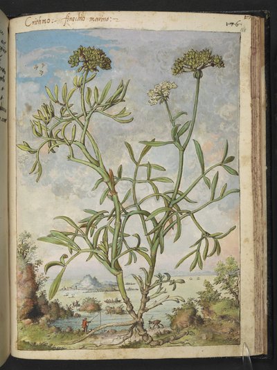 Crithmum maritimum, posiblemente Crithmum, de "Paintings of Flora of the Roman States" de Gherardo Cibo, Add MS 22333, f168r, c.1564-84 (acuarela y gouache sobre papel) de Gherardo Cibo
