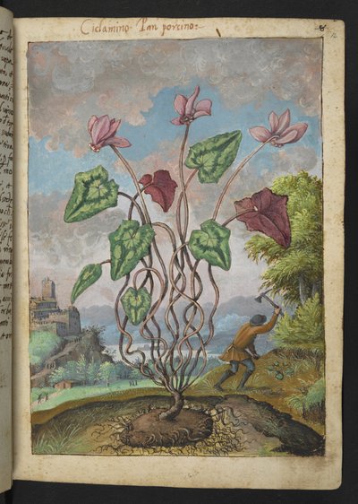 Cyclamen hederifolium, de "Pinturas de flora de los estados romanos" de Gherardo Cibo, Add MS 22333, f012r, c.1564-84 (acuarela y gouache sobre papel) de Gherardo Cibo