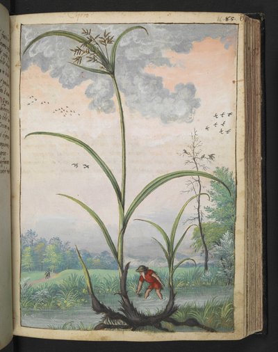 Cyperus serotinus, de "Pinturas de flora de los estados romanos" de Gherardo Cibo, Add MS 22333, f086r, c.1564-84 (acuarela y gouache sobre papel) de Gherardo Cibo