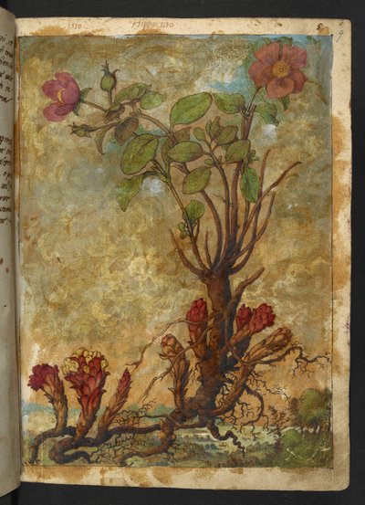 Cytinus hypocistis, de "Pinturas de flora de los estados romanos" de Gherardo Cibo, Add MS 22333, f009r, c.1564-84 (acuarela y gouache sobre papel) de Gherardo Cibo