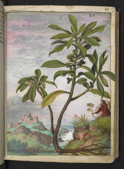 Daphne laureola, de "Pinturas de flora de los estados romanos" de Gherardo Cibo, Add MS 22333, f037r, c.1564-84 (acuarela y gouache sobre papel) de Gherardo Cibo