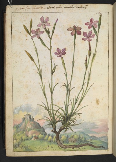 Dianthus longicaulis: una planta con pétalos de rosa, de "Pinturas de la flora de los estados romanos" de Gherardo Cibo, Add MS 22333, f179v, c.1564-84 (acuarela y gouache sobre papel) de Gherardo Cibo