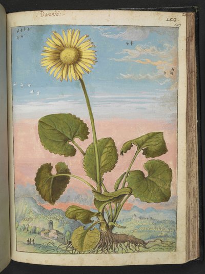 Doronicum austriacum: una planta con una flor amarilla, de "Pinturas de la flora de los estados romanos" de Gherardo Cibo, Add MS 22333, f147r, c.1564-84 (acuarela y gouache sobre papel) de Gherardo Cibo