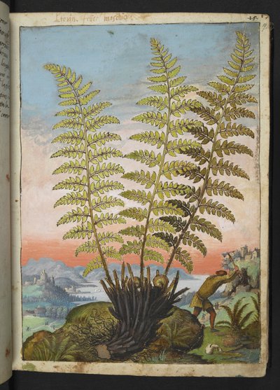 Dryopteris filix mas: un helecho, de "Pinturas de la flora de los estados romanos" de Gherardo Cibo, Add MS 22333, f019r, c.1564-84 (acuarela y gouache sobre papel) de Gherardo Cibo