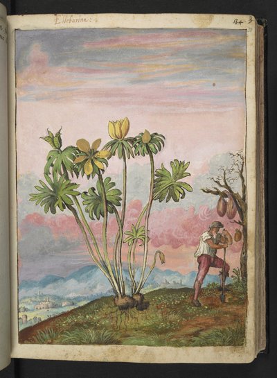 Eranthis hyemalis, de "Pinturas de flora de los estados romanos" de Gherardo Cibo, Add MS 22333, f038r, c.1564-84 (acuarela y gouache sobre papel) de Gherardo Cibo