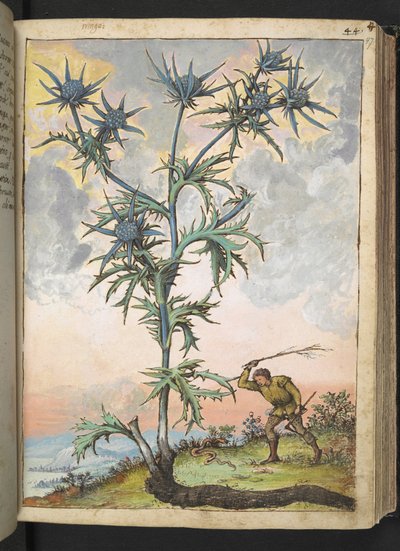 Eryngium maritimum, de "Pinturas de Flora de los Estados Romanos" de Gherardo Cibo, Add MS 22333, f047r, c.1564-84 (acuarela y gouache sobre papel) de Gherardo Cibo
