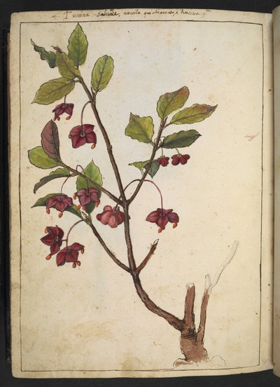 Euonymus europaeus (huso europeo): una planta con pétalos rojos, de "Pinturas de la flora de los estados romanos" de Gherardo Cibo, Add MS 22333, f183v, c.1564-84 (acuarela y gouache sobre papel) de Gherardo Cibo