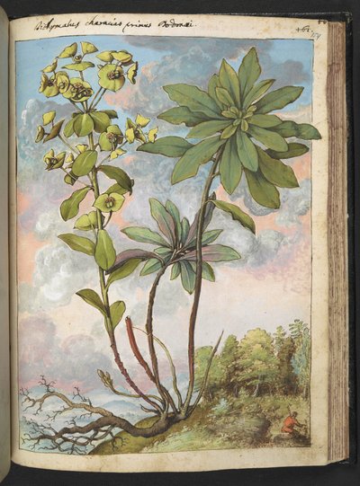 Euphorbia amygdaloides o Euphorbia characias, de "Pinturas de la flora de los estados romanos" de Gherardo Cibo, Add MS 22333, f154r, c.1564-84 (acuarela y gouache sobre papel) de Gherardo Cibo