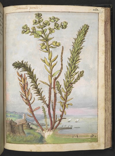 Euphorbia paralias, de "Pinturas de Flora de los Estados Romanos" de Gherardo Cibo, Add MS 22333, f155r, c.1564-84 (acuarela y gouache sobre papel) de Gherardo Cibo