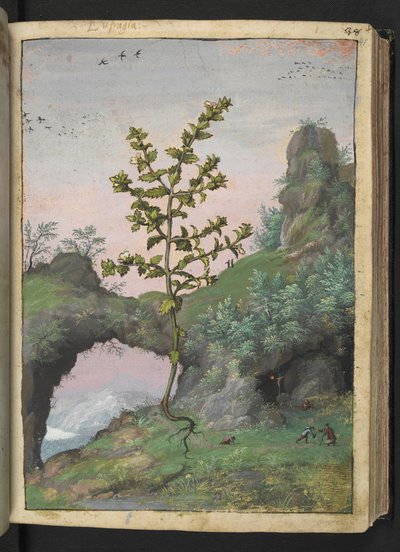Euphrasia officinalis, de "Pinturas de Flora de los Estados Romanos" de Gherardo Cibo, Add MS 22333, f041r, c.1564-84 (acuarela y gouache sobre papel) de Gherardo Cibo