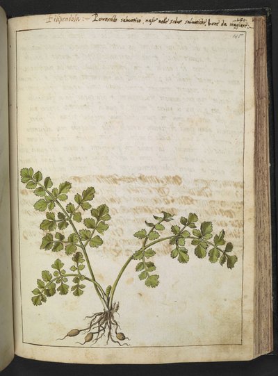 Filipendula, de "Pinturas de Flora de los Estados Romanos" de Gherardo Cibo, Add MS 22333, f145r, c.1564-84 (acuarela y gouache sobre papel) de Gherardo Cibo