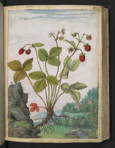 Fragaria vesca, de "Pinturas de Flora de los Estados Romanos" de Gherardo Cibo, Add MS 22333, f082r, c.1564-84 (acuarela y gouache sobre papel) de Gherardo Cibo
