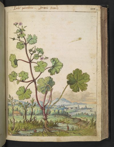 Geranium rotundifolium: Una planta con flores rosadas. , de "Pinturas de Flora de los Estados Romanos" de Gherardo Cibo, Add MS 22333, f098r, c.1564-84 (acuarela y gouache sobre papel) de Gherardo Cibo