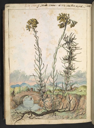 Helichrysum italicum: una planta con capullos amarillos, de "Pinturas de la flora de los estados romanos" de Gherardo Cibo, Add MS 22333, f176v, c.1564-84 (acuarela y gouache sobre papel) de Gherardo Cibo
