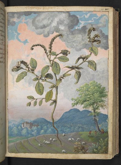 Heliotropium europeanum, de "Pinturas de Flora de los Estados Romanos" de Gherardo Cibo, Add MS 22333, f044r, c.1564-84 (acuarela y gouache sobre papel) de Gherardo Cibo