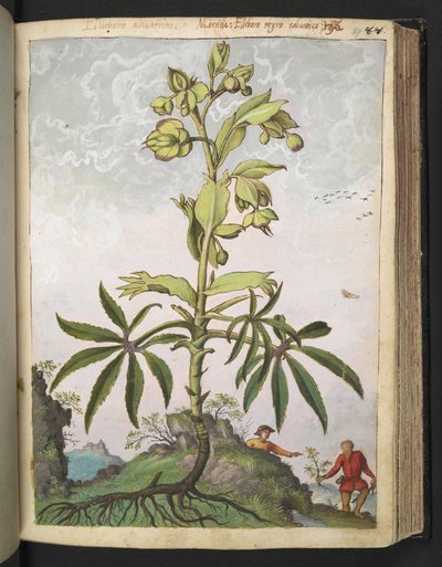 Helleborus foetidus, de "Pinturas de flora de los estados romanos" de Gherardo Cibo, Add MS 22333, f089r, c.1564-84 (acuarela y gouache sobre papel) de Gherardo Cibo