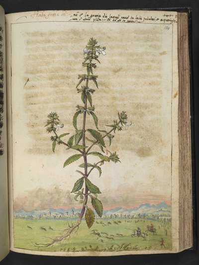 Herba gratia dei (Hedge-Hyssop), de "Pinturas de la flora de los estados romanos" de Gherardo Cibo, Add MS 22333, f134r, c.1564-84 (acuarela y gouache sobre papel) de Gherardo Cibo