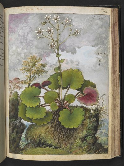 Herba rora: planta con pétalos blancos, de "Paintings of Flora of the Roman States" de Gherardo Cibo, Add MS 22333, f136r, c.1564-84 (acuarela y gouache sobre papel) de Gherardo Cibo