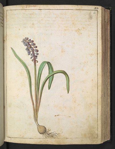 Jacinto, de "Pinturas de flora de los estados romanos" de Gherardo Cibo, Add MS 22333, f060r, c.1564-84 (acuarela y gouache sobre papel) de Gherardo Cibo