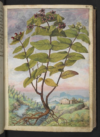 Hypericum hircinum, de "Pinturas de Flora de los Estados Romanos" de Gherardo Cibo, Add MS 22333, f034r, c.1564-84 (acuarela y gouache sobre papel) de Gherardo Cibo