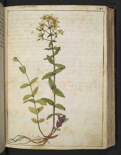 Hypericum perfoliatum, de "Pinturas de la flora de los estados romanos" de Gherardo Cibo, Add MS 22333, f084r, c.1564-84 (acuarela y gouache sobre papel) de Gherardo Cibo