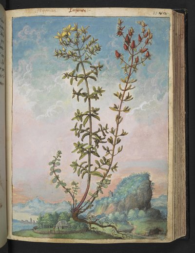 Hypericum perforatum, de "Pinturas de Flora de los Estados Romanos" de Gherardo Cibo, Add MS 22333, f083r, c.1564-84 (acuarela y gouache sobre papel) de Gherardo Cibo