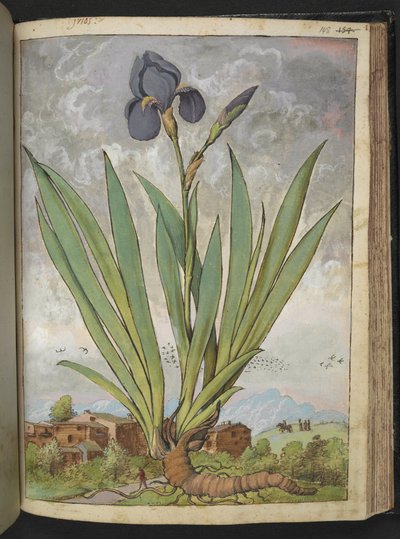 Iris germanica, de "Pinturas de flora de los estados romanos" de Gherardo Cibo, Add MS 22333, f148r, c.1564-84 (acuarela y gouache sobre papel) de Gherardo Cibo