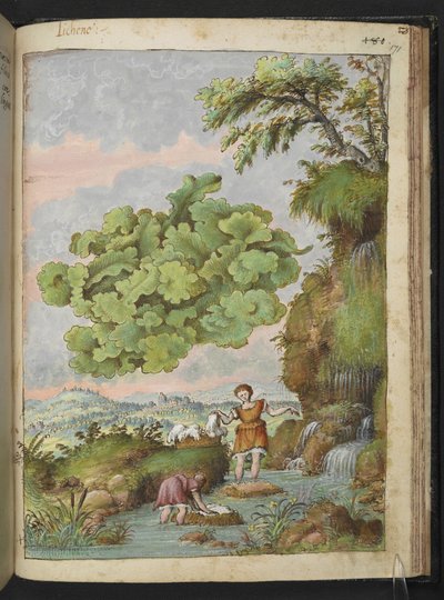 Liquen y dos mujeres lavando ropa o pieles en una piscina, de "Paintings of Flora of the Roman States" de Gherardo Cibo, Add MS 22333, f171r, c.1564-84 (acuarela y gouache sobre papel) de Gherardo Cibo