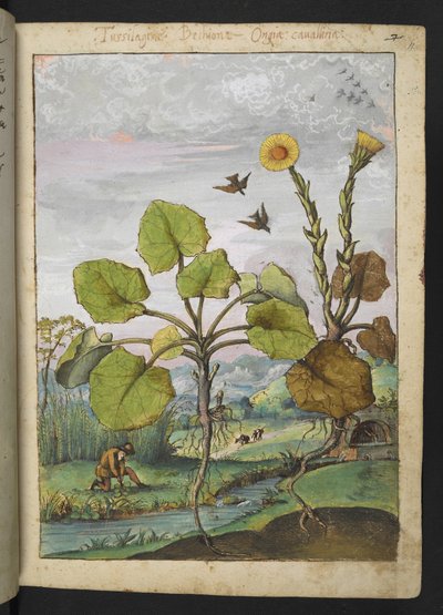 Ligularia tussilaginea (planta de leopardo), de "Pinturas de la flora de los estados romanos" de Gherardo Cibo, Add MS 22333, f011r, c.1564-84 (acuarela y gouache sobre papel) de Gherardo Cibo