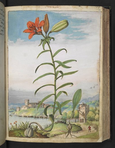 Lilium bulbiferum: una planta con pétalos rojos, de "Pinturas de la flora de los estados romanos" de Gherardo Cibo, Add MS 22333, f080r, c.1564-84 (acuarela y gouache sobre papel) de Gherardo Cibo