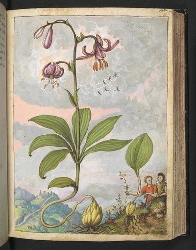 Lilium martagon, de "Pinturas de Flora de los Estados Romanos" de Gherardo Cibo, Add MS 22333, f081r, c.1564-84 (acuarela y gouache sobre papel) de Gherardo Cibo