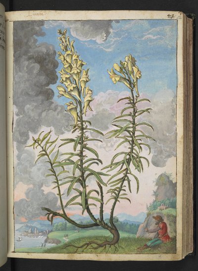 Linaria vulgaris, de "Pinturas de Flora de los Estados Romanos" de Gherardo Cibo, Add MS 22333, f052r, c.1564-84 (acuarela y gouache sobre papel) de Gherardo Cibo